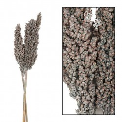 Susz Belldeco Indian Corn kpl. 3 szt