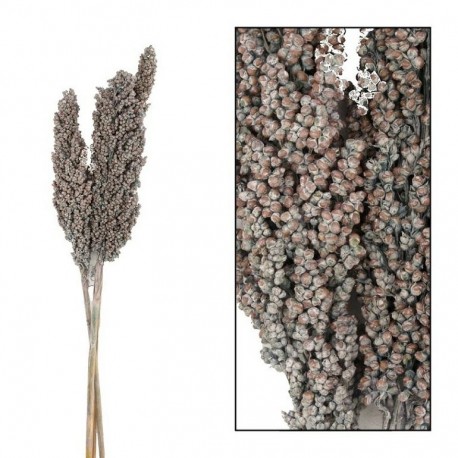 Susz Belldeco Indian Corn kpl. 3 szt