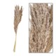 Susz Belldeco Pampas Naturalny 1