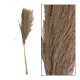 Susz Belldeco Pampas Naturalny 1