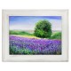 Obraz Prowansalski z Polami Lawendy P