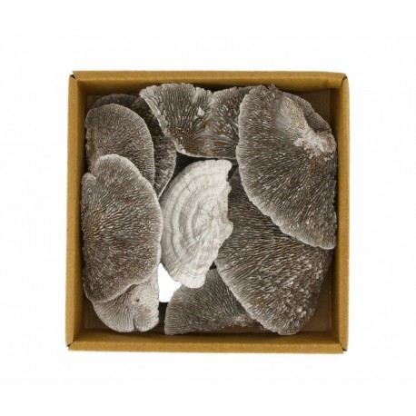 Susz Ozdobny Belldeco Boho Grzyby Suszone 1A