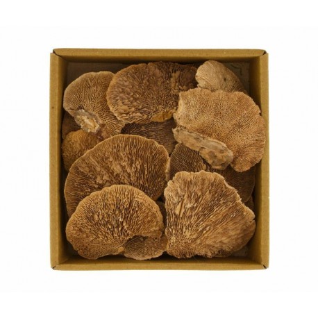 Susz Ozdobny Belldeco Boho Grzyby Suszone 3A