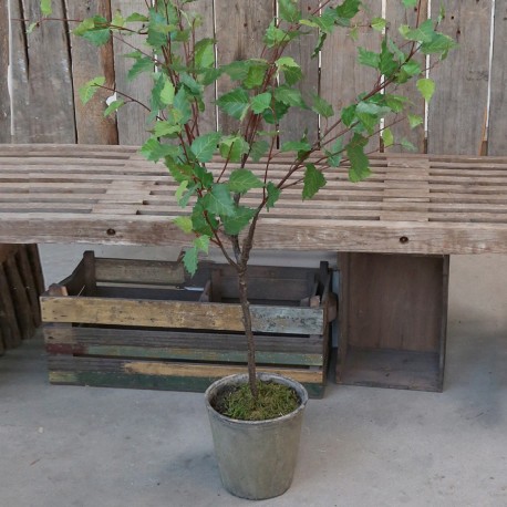 Sztuczne Drzewko Oliwne Chic Antique B