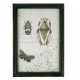 Obraz z Owadami 3