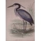 Obraz Na Lnie Aluro Czapla