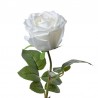 Sztuczna Róża Biała Clayre & Eef