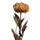 Sztuczne Kwiaty Suszone 65 cm C Clayre & Eef