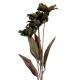 Sztuczne Kwiaty Suszone 60 cm F Clayre & Eef