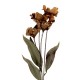 Sztuczne Kwiaty Suszone 60 cm I Clayre & Eef