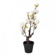 Sztuczna Magnolia w Doniczce 60 cm Clayre & Eef