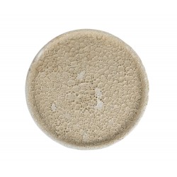 Talerz Ozdobny Belldeco Garden Old White C