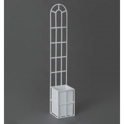 Kwietnik Prowansalski Biały B