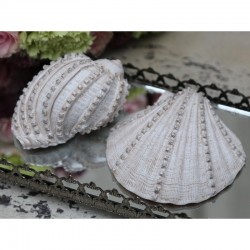 Muszle Chic Antique 2szt.