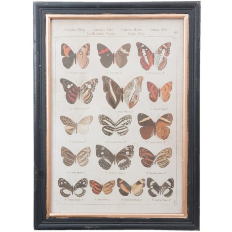 Obraz z Motylami B