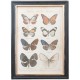 Obraz z Motylami C