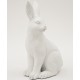 Królik Ozdobny Biały Matowy C
