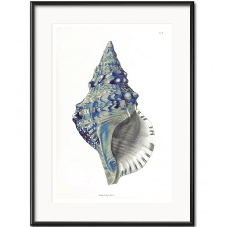 Obraz z Muszlą A