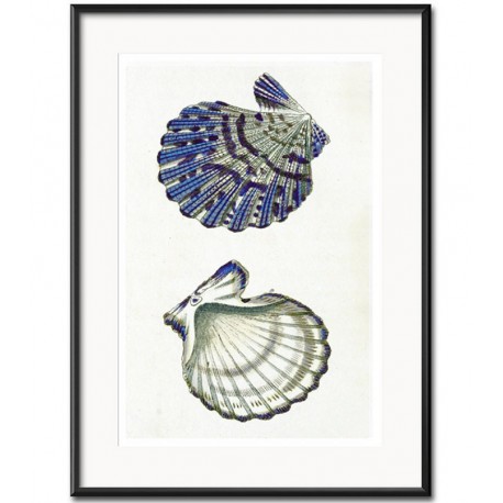 Obraz z Muszlami A