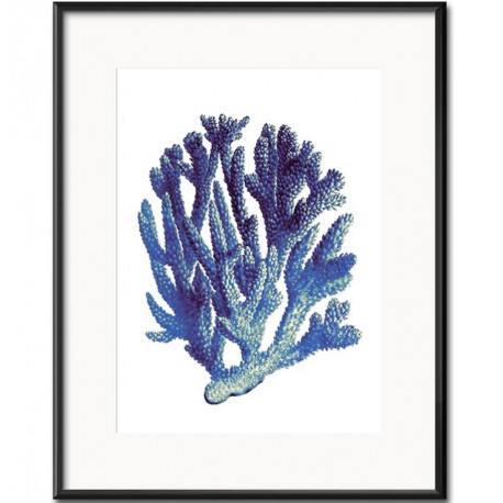 Obraz z Rafą Koralową E