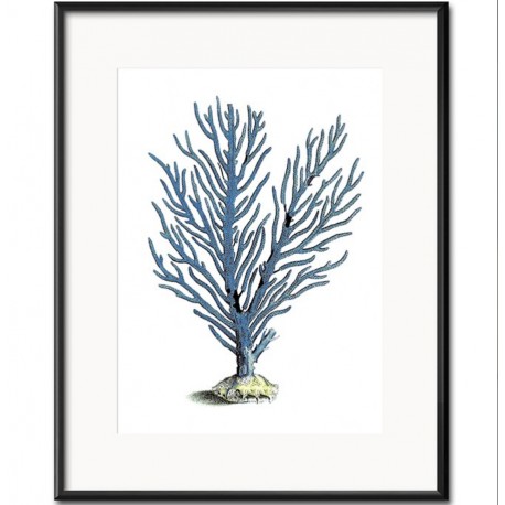 Obraz z Rafą Koralową D