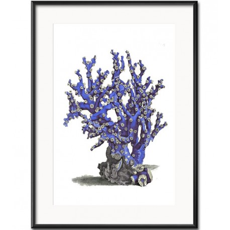 Obraz z Rafą Koralową B