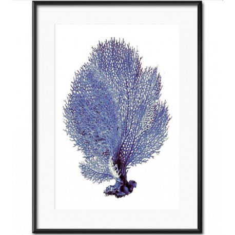 Obraz z Rafą Koralową A