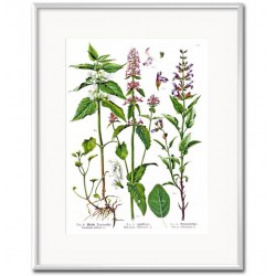 Obraz Vintage z Roślinami A