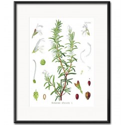 Obraz Vintage z Roślinami D