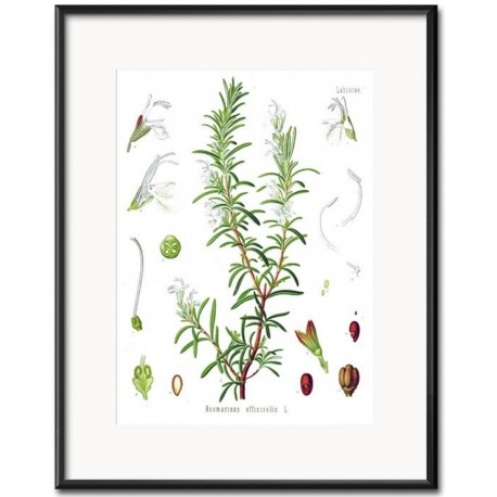 Obraz Vintage z Roślinami D