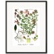 Obraz Vintage z Roślinami E
