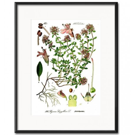 Obraz Vintage z Roślinami E