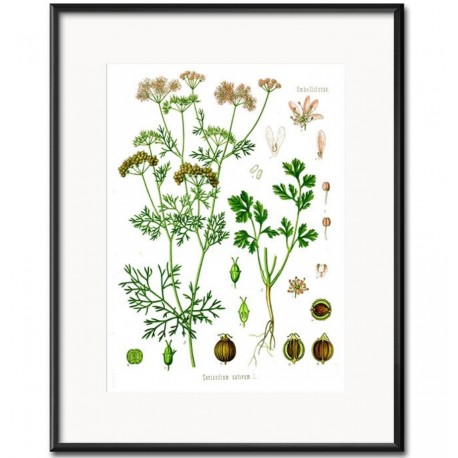 Obraz Vintage z Roślinami F