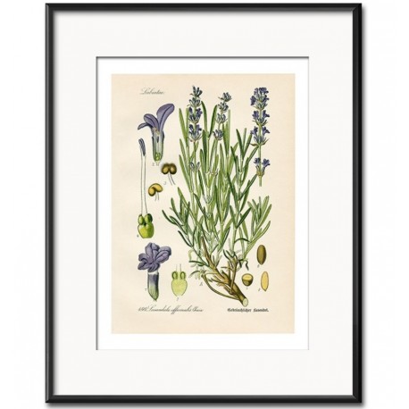 Obraz Vintage z Roślinami G