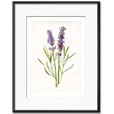 Obraz Retro z Lawendą