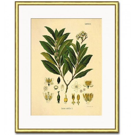 Obraz Retro z Roślinami A