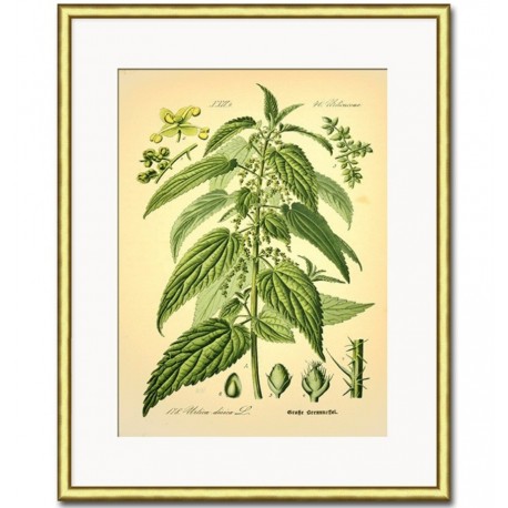 Obraz Retro z Roślinami C