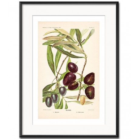 Obraz Retro z Oliwkami D