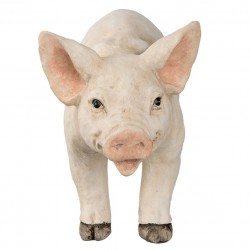 Świnka Ozdobna Duża B