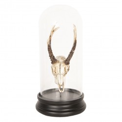 Dekoracja Pod Szklanym Kloszem Poroże A