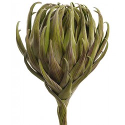 Kwiaty Sztuczne Belldeco Karczoch