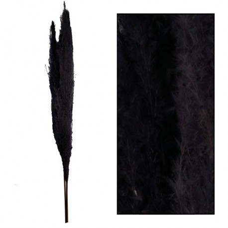 Suszona Trawa Pampasowa Belldeco Fuksja