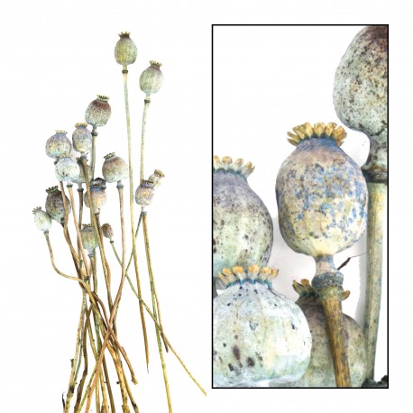 Suszone Rośliny Belldeco Mak Różowy