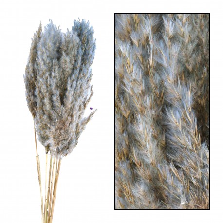 Suszona Trawa Pampasowa Belldeco Ochra