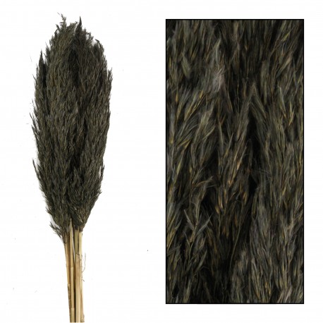 Suszona Trawa Pampasowa Belldeco Szara