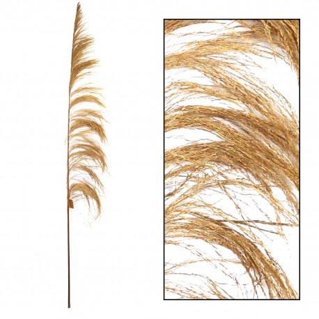 Suszona Trawa Pampasowa Belldeco Jasna