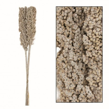 Suszone Gałązki Belldeco Indian Corn 3szt.