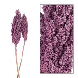 Suszone Gałązki Belldeco Indian Corn Fuksja 3szt.