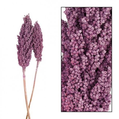 Suszone Gałązki Belldeco Indian Corn Fuksja 3szt.