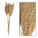 Suszona Trawa Pampasowa Belldeco Wiązka Naturalna 6